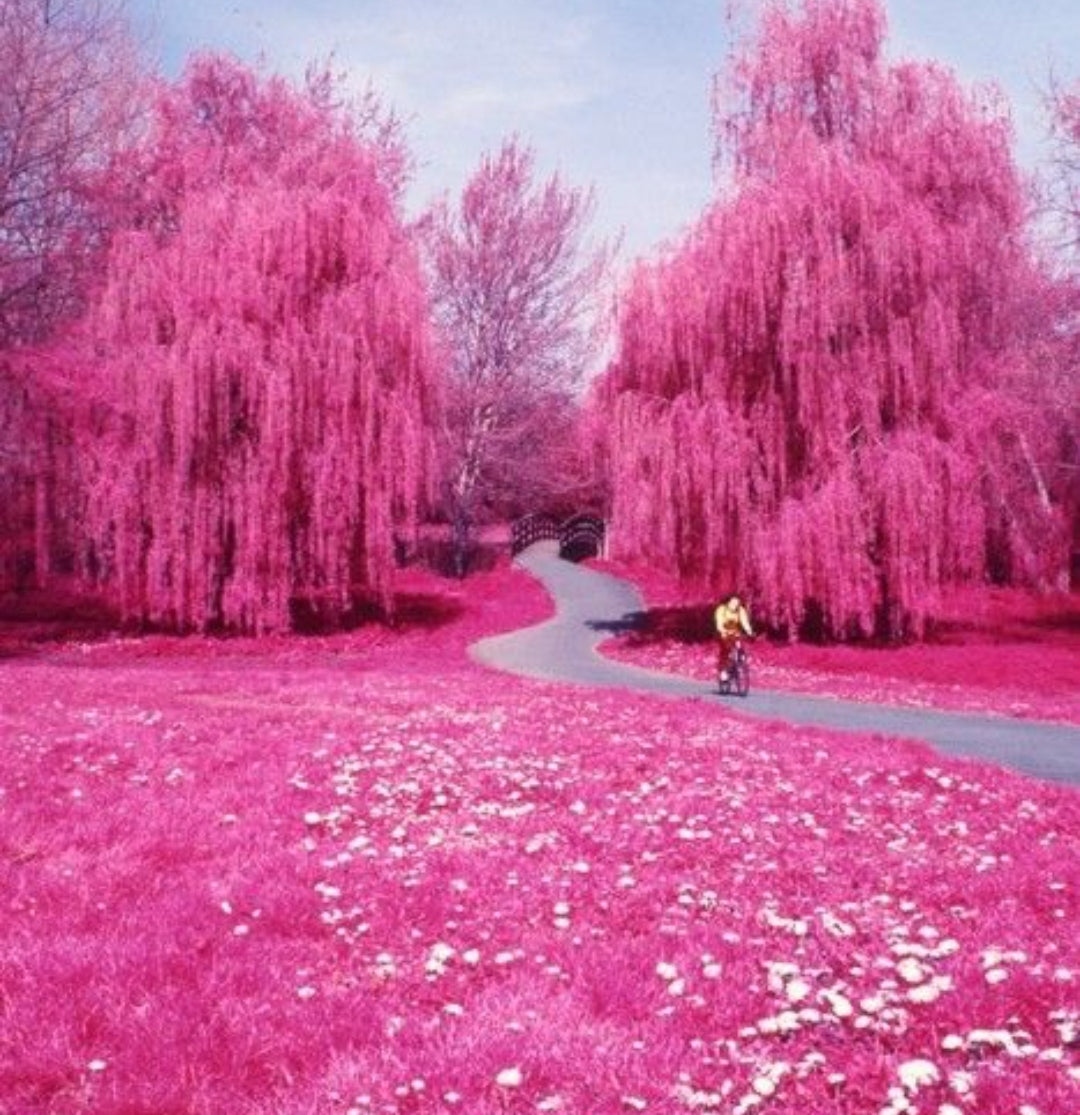 Pink Wonderland - Exclusive Blend