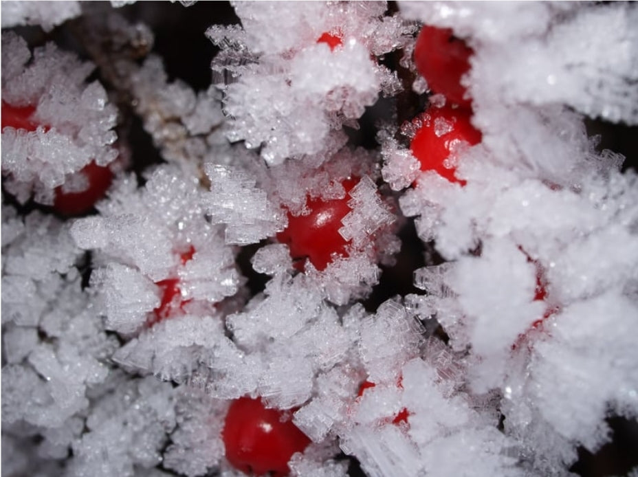 Frosted Snowberry Kisses