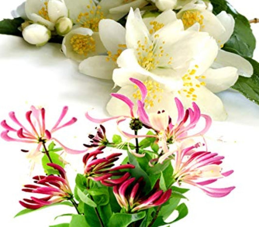 Honeysuckle