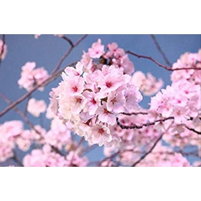 JCBlossom