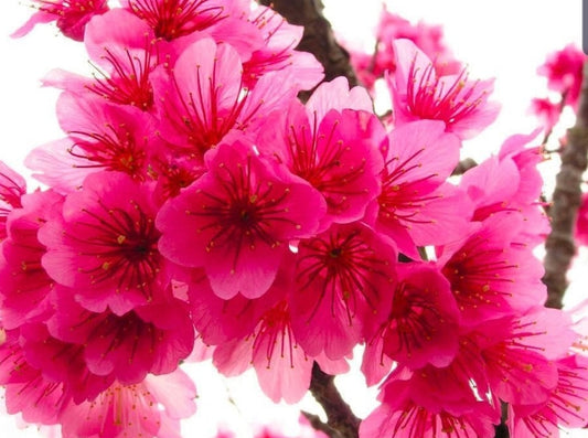 Springlove