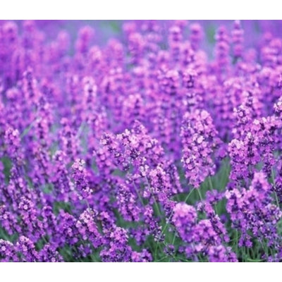 Lavpatchouli