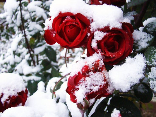 Rosewonderland