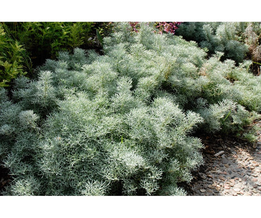 Zof Cypress & Sea Sage Type