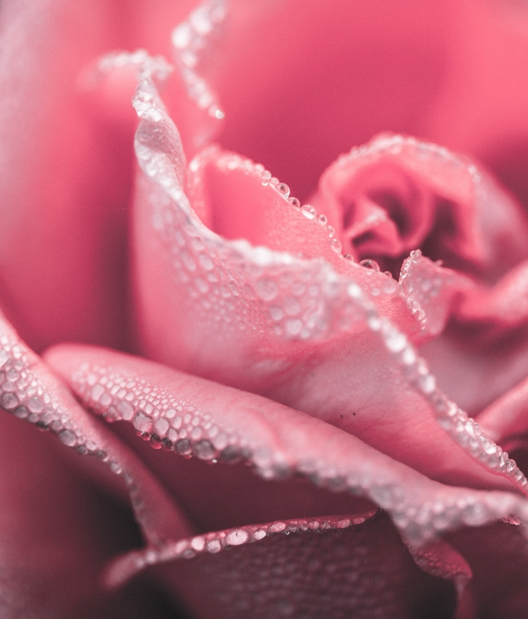 Fairy Pink - Exclusive Blend