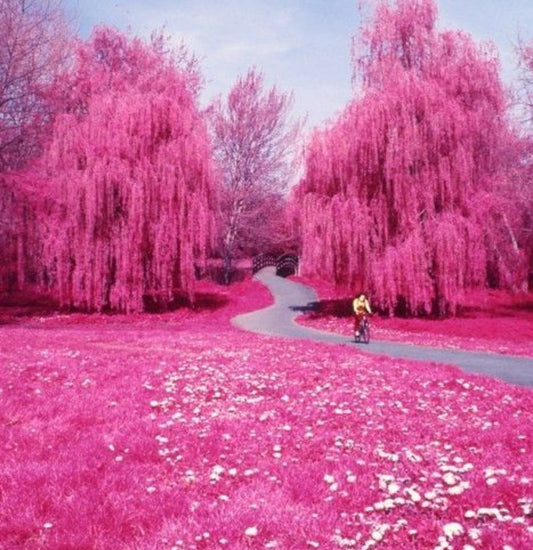 Pink Wonderland - Exclusive Blend