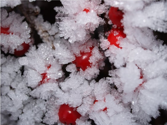 Frosted Snowberry Kisses